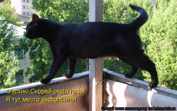 Мурзик! Скорей сюда лезь! Я тут место застолбила!... Котоматрица: Мурзик! Скорей сюда лезь! Я тут место застолбила!