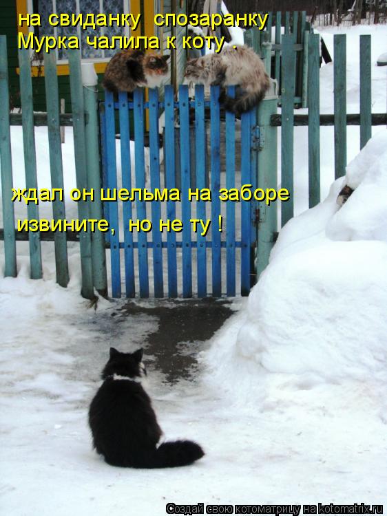 Котоматрица: на свиданку  спозаранку  Mурка чалила к коту . ждал он шельма на заборе извините,  но не ту !