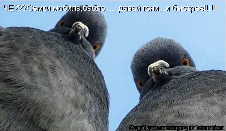 ЧЕ???Семки,мобила,бабло......давай гони...и быстрее!!!!!... Котоматрица: ЧЕ???Семки,мобила,бабло......давай гони...и быстрее!!!!!