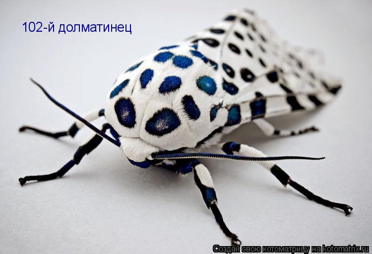102-й долматинец... Котоматрица: 102-й долматинец