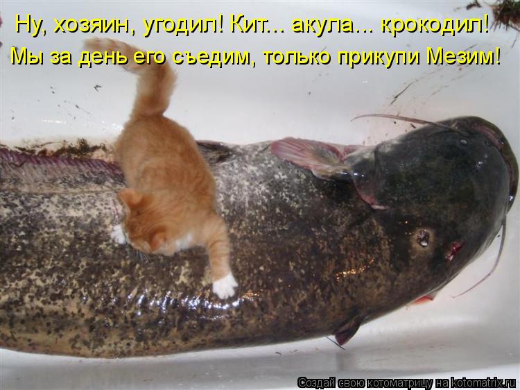 Ну, хозяин, угодил! Кит... акула... крокодил! Мы за день его съедим, только прикупи Мезим!... Котоматрица: Ну, хозяин, угодил! Кит... акула... крокодил! Мы за день его съедим, только прикупи Мезим!