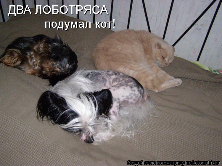 Котоматрица: ДВА ЛОБОТРЯСА подумал кот!