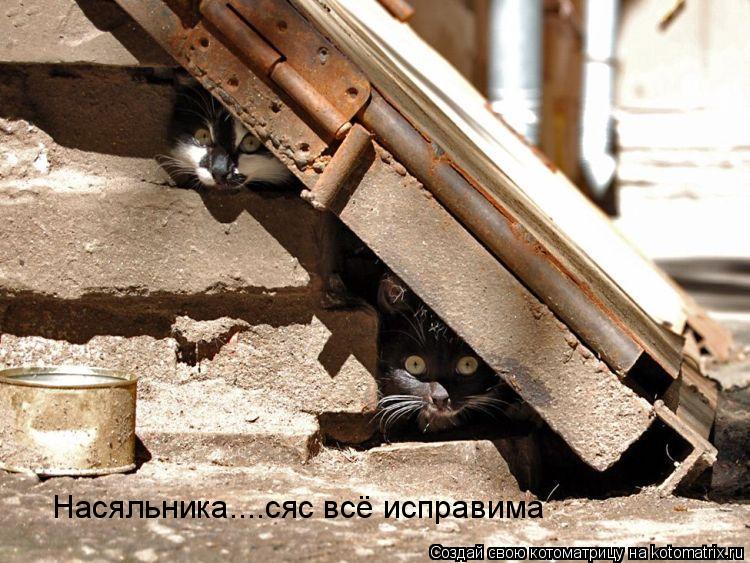 Насяльника....сяс всё исправима... Котоматрица: Насяльника....сяс всё исправима