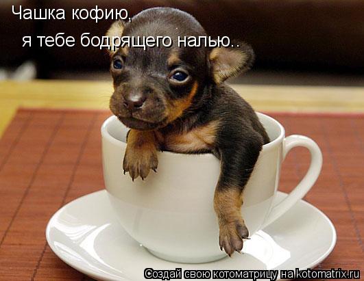 Котоматрица: Чашка кофию,   я тебе бодрящего налью..
