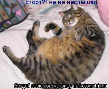 спорт?! не не неслышал.... Котоматрица: спорт?! не не неслышал.