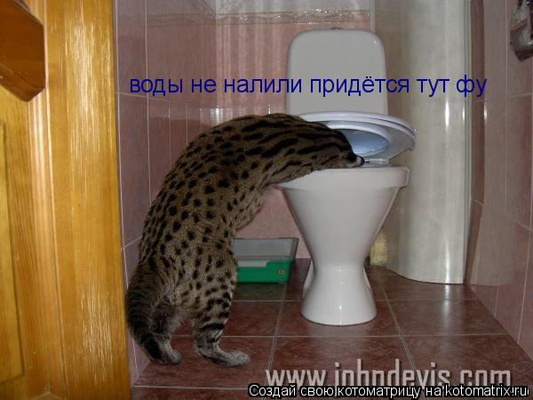 воды не налили придётся тут фу... Котоматрица: воды не налили придётся тут фу