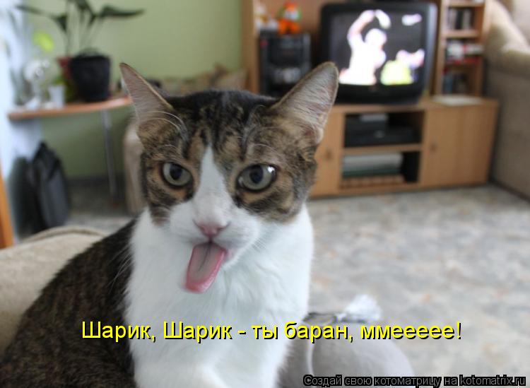 Шарик, Шарик - ты баран, ммеееее!... Котоматрица: Шарик, Шарик - ты баран, ммеееее!