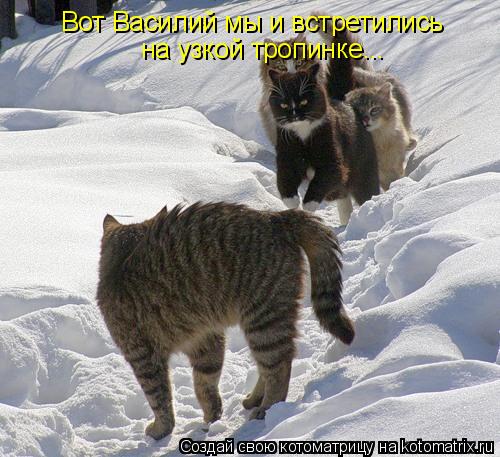 Вот Василий мы и встретились на узкой тропинке...... Котоматрица: Вот Василий мы и встретились на узкой тропинке...