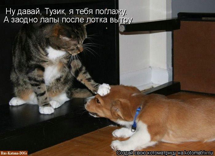 Ну давай, Тузик, я тебя поглажу. А заодно лапы после лотка вытру.... Котоматрица: Ну давай, Тузик, я тебя поглажу. А заодно лапы после лотка вытру.