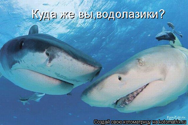 Куда же вы,водолазики?... Котоматрица: Куда же вы,водолазики?