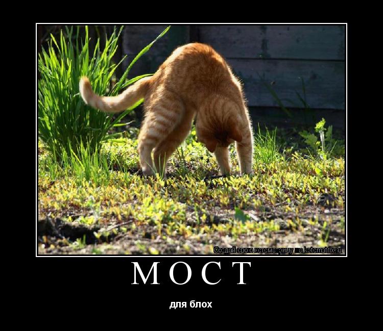мост для блох... Котоматрица: мост для блох