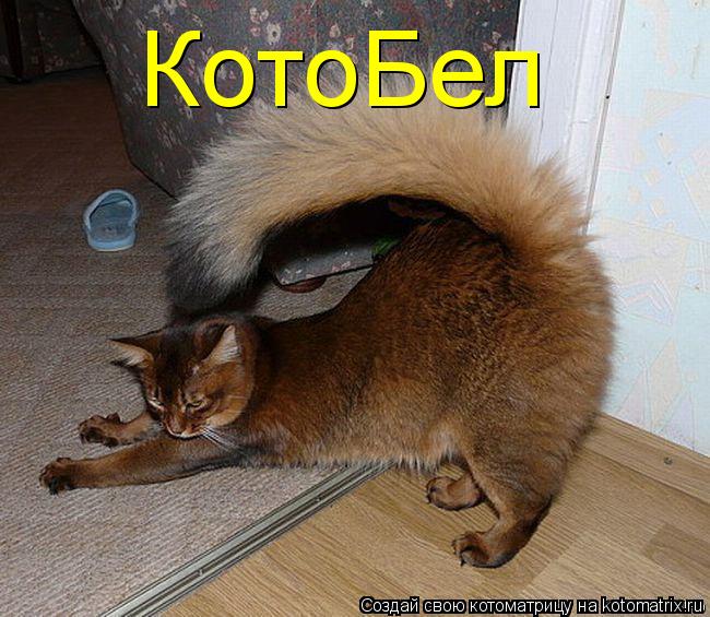 КотоБел... Котоматрица: КотоБел