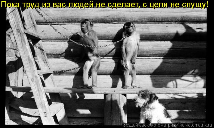 Пока труд из вас людей не сделает, с цепи не спущу!... Котоматрица: Пока труд из вас людей не сделает, с цепи не спущу!