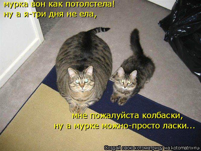 мурка вон как потолстела! ну а я-три дня не ела, мне пожалуйста колбаски, ну а мурке можно-просто лас... Котоматрица: мурка вон как потолстела! ну а я-три дня не ела, мне пожалуйста колбаски, ну а мурке можно-просто ласки...