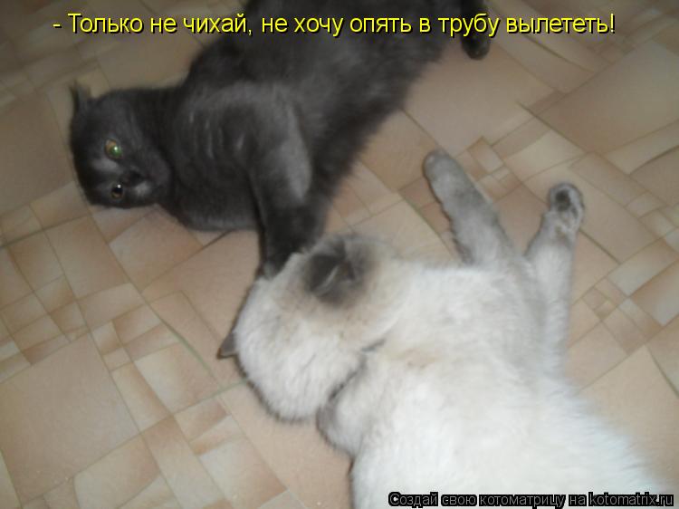 - Только не чихай, не хочу опять в трубу вылететь!... Котоматрица: - Только не чихай, не хочу опять в трубу вылететь!