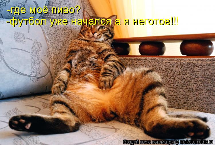 -где моё пиво? -футбол уже начался а я неготов!!!... Котоматрица: -где моё пиво? -футбол уже начался а я неготов!!!