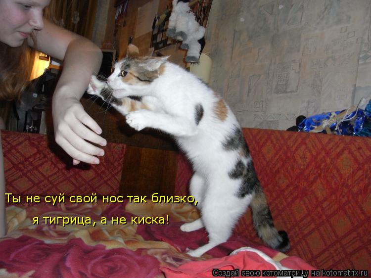 Ты не суй свой нос так близко, я тигрица, а не киска! Ты не суй свой нос так близко, я тигрица, а не ... Котоматрица: Ты не суй свой нос так близко, я тигрица, а не киска! Ты не суй свой нос так близко, я тигрица, а не киска!