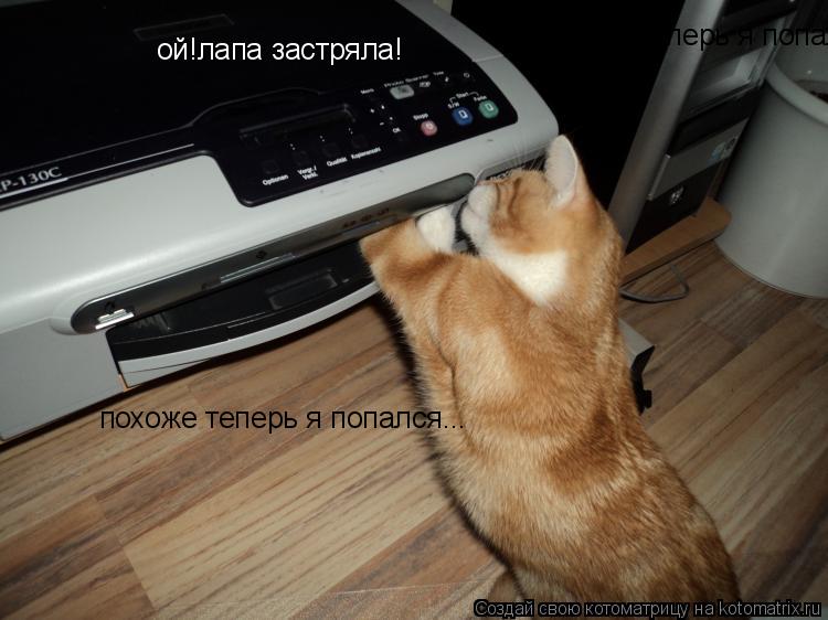 ой!лапа застряла! похоже теперь я попался... похоже теперь я попался...... Котоматрица: ой!лапа застряла! похоже теперь я попался... похоже теперь я попался...