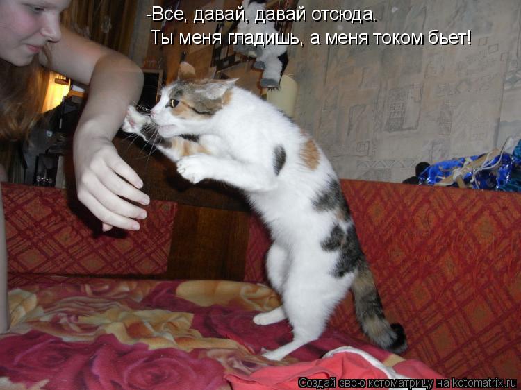 -Все, давай, давай отсюда. Ты меня гладишь, а меня током бьет!... Котоматрица: -Все, давай, давай отсюда. Ты меня гладишь, а меня током бьет!