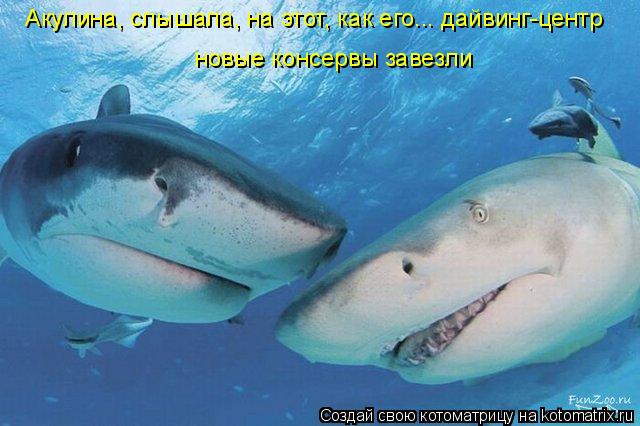 Акулина, слышала, на этот, как его... дайвинг-центр новые консервы завезли... Котоматрица: Акулина, слышала, на этот, как его... дайвинг-центр новые консервы завезли