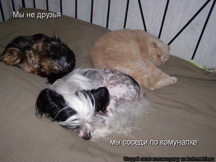 Мы не друзья мы соседи по комуналке... Котоматрица: Мы не друзья мы соседи по комуналке