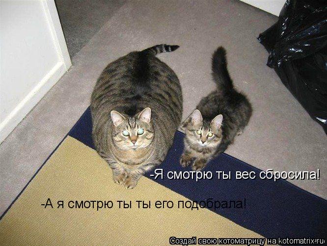 Котоматрица: -Я смотрю ты вес сбросила! -А я смотрю ты ты его подобрала!