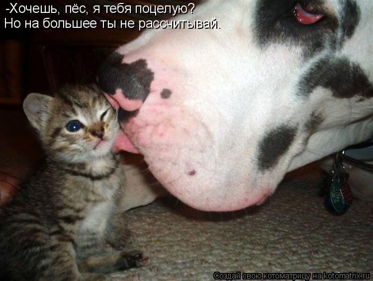 Котоматрица: -Хочешь, пёс, я тебя поцелую? Но на большее ты не рассчитывай.