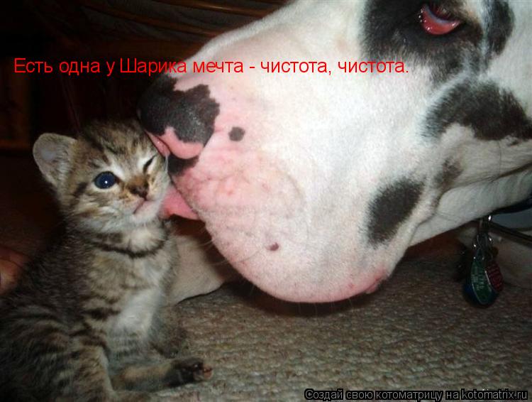 Котоматрица: Есть одна у Шарика мечта - чистота, чистота…