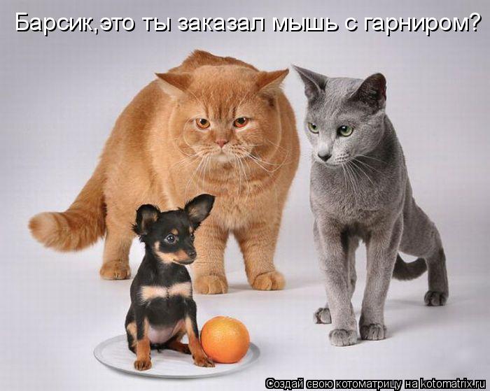 Барсик,это ты заказал мышь с гарниром?... Котоматрица: Барсик,это ты заказал мышь с гарниром?