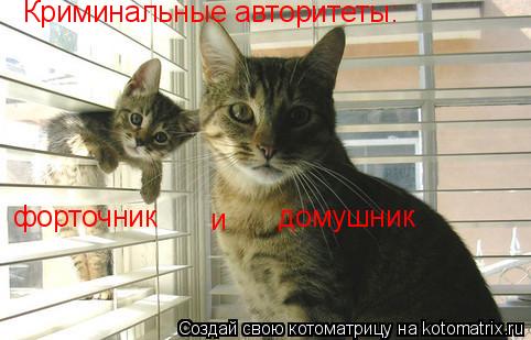 Криминальные авторитеты: форточник и домушник... Котоматрица: Криминальные авторитеты: форточник и домушник
