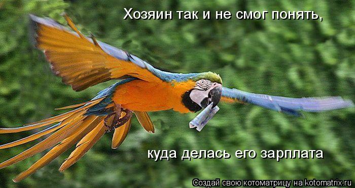 Хозяин так и не смог понять, куда делась его зарплата... Котоматрица: Хозяин так и не смог понять, куда делась его зарплата
