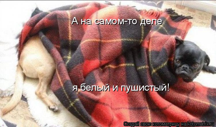 А на самом-то деле я белый и пушистый!... Котоматрица: А на самом-то деле я белый и пушистый!