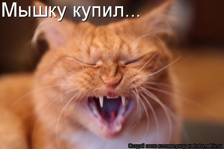 Мышку купил...... Котоматрица: Мышку купил...