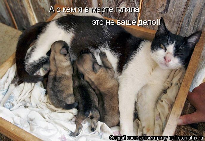 А с кем я в марте гуляла это не ваше дело!!!... Котоматрица: А с кем я в марте гуляла это не ваше дело!!!