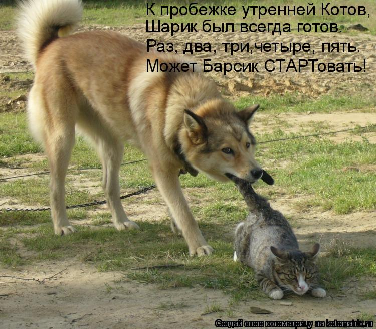К пробежке утренней Котов, Шарик был всегда готов. Раз, два, три,четыре, пять. Может Барсик СТАРТова... Котоматрица: К пробежке утренней Котов, Шарик был всегда готов. Раз, два, три,четыре, пять. Может Барсик СТАРТовать!