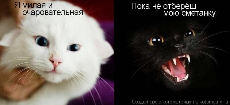 Я милая и очаровательная Пока не отберёш мою сметанку... Котоматрица: Я милая и очаровательная Пока не отберёш мою сметанку