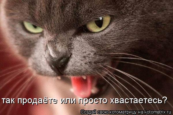 так продаёте или просто хвастаетесь?... Котоматрица: так продаёте или просто хвастаетесь?