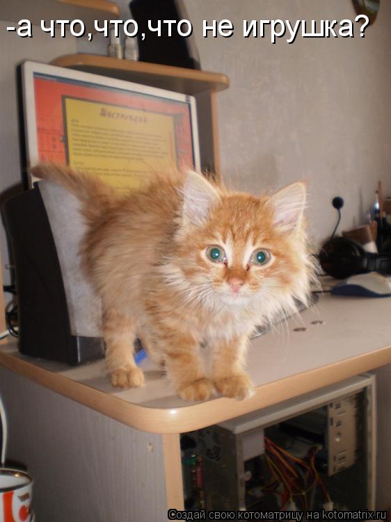 -а что,что,что не игрушка?... Котоматрица: -а что,что,что не игрушка?