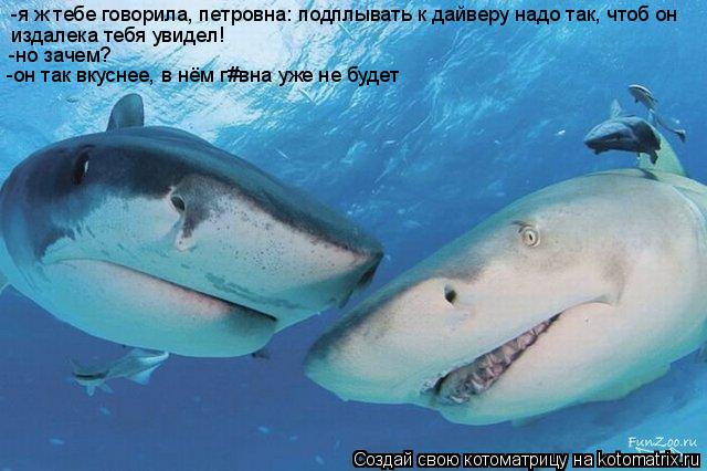 -я ж тебе говорила, петровна: подплывать к дайверу надо так, чтоб он издалека тебя увидел! -но зачем... Котоматрица: -я ж тебе говорила, петровна: подплывать к дайверу надо так, чтоб он издалека тебя увидел! -но зачем? -он так вкуснее, в нём г#вна уже не будет