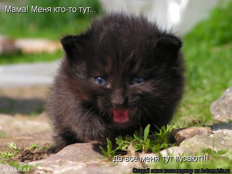 Мама! Меня кто-то тут... да все меня тут кусают!!!... Котоматрица: Мама! Меня кто-то тут... да все меня тут кусают!!!