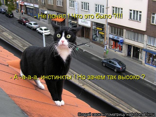 - Не понял ! Что это было ?!!! - А -а-а-а, инстинкты ! Но зачем так высоко ?... Котоматрица: - Не понял ! Что это было ?!!! - А -а-а-а, инстинкты ! Но зачем так высоко ?