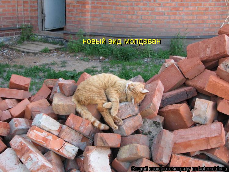 новый вид молдаван... Котоматрица: новый вид молдаван