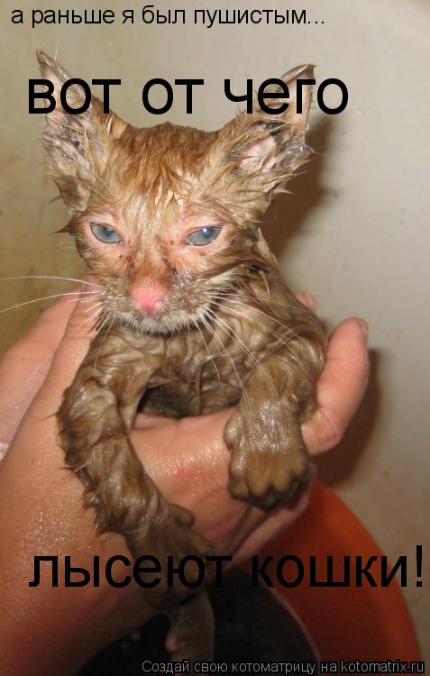 а раньше я был пушистым... вот от чего лысеют кошки!!!... Котоматрица: а раньше я был пушистым... вот от чего лысеют кошки!!!