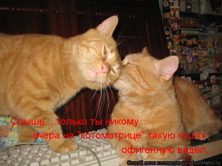Слышь... только ты никому... вчера на "котоматрице" такую кошку офигенную видел...... Котоматрица: Слышь... только ты никому... вчера на "котоматрице" такую кошку офигенную видел...