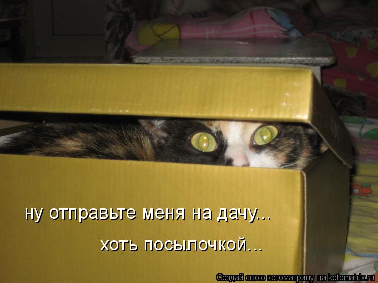 ну отправьте меня на дачу... хоть посылочкой...... Котоматрица: ну отправьте меня на дачу... хоть посылочкой...