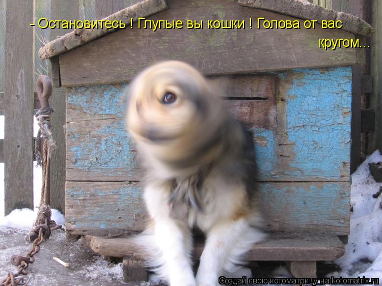 - Остановитесь ! Глупые вы кошки ! Голова от вас кругом...... Котоматрица: - Остановитесь ! Глупые вы кошки ! Голова от вас кругом...