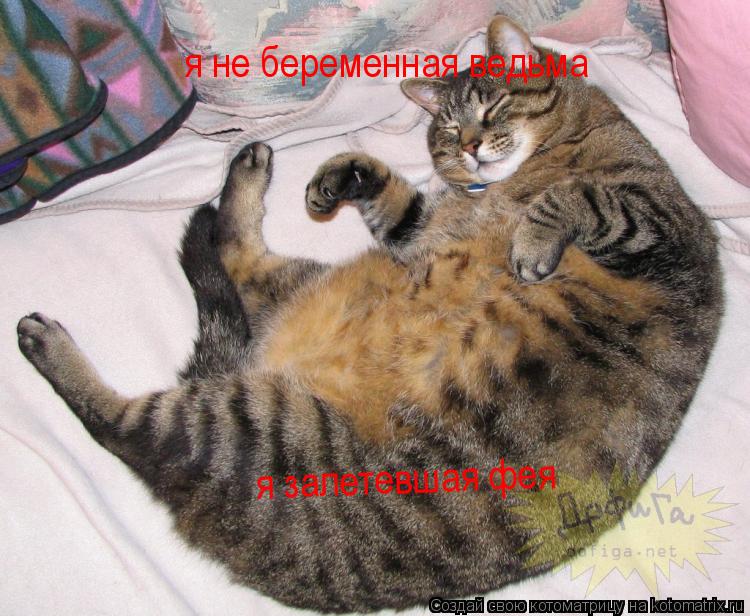я не беременная ведьма я залетевшая фея... Котоматрица: я не беременная ведьма я залетевшая фея
