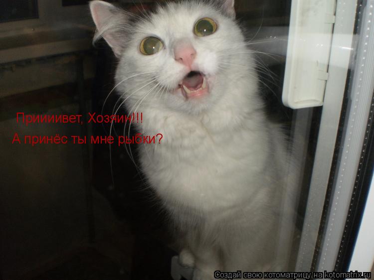 Приииивет, Хозяин!!! А принёс ты мне рыбки?... Котоматрица: Приииивет, Хозяин!!! А принёс ты мне рыбки?