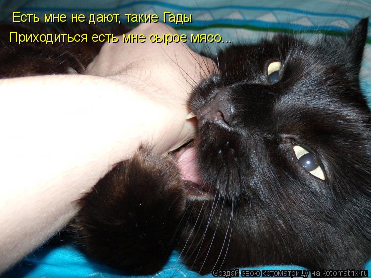 Есть мне не дают, такие Гады Приходиться есть мне сырое мясо...... Котоматрица: Есть мне не дают, такие Гады Приходиться есть мне сырое мясо...