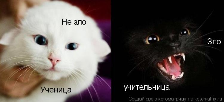 Зло Не зло Ученица учительница... Котоматрица: Зло Не зло Ученица учительница